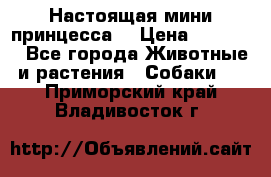 Настоящая мини принцесса  › Цена ­ 25 000 - Все города Животные и растения » Собаки   . Приморский край,Владивосток г.